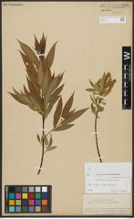 Foto von Salix alba L. x Salix pentandra L.